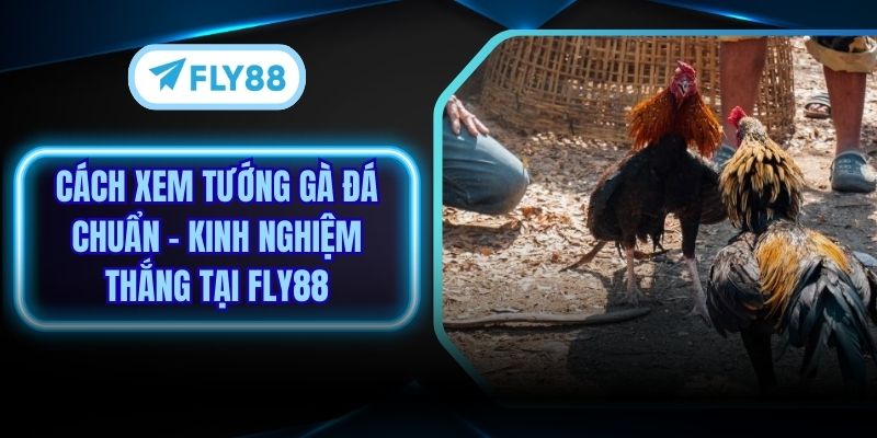 Cách Xem Tướng Gà Đá Chuẩn - Kinh Nghiệm Thắng Tại Fly88