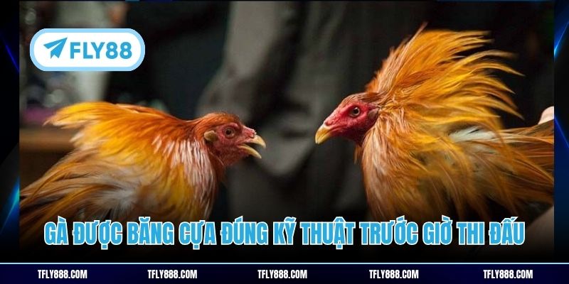 Gà được băng cựa đúng kỹ thuật trước giờ thi đấu