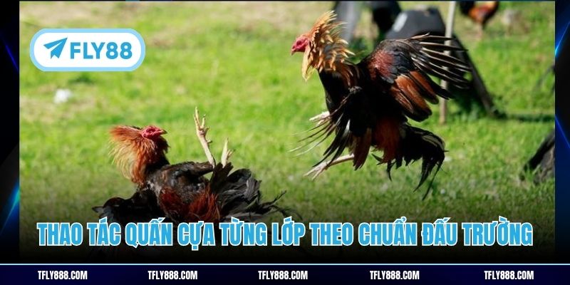 Thao tác quấn cựa từng lớp theo chuẩn đấu trường